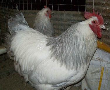 Coronation Sussex Started Young Pullet Hens - Image 5