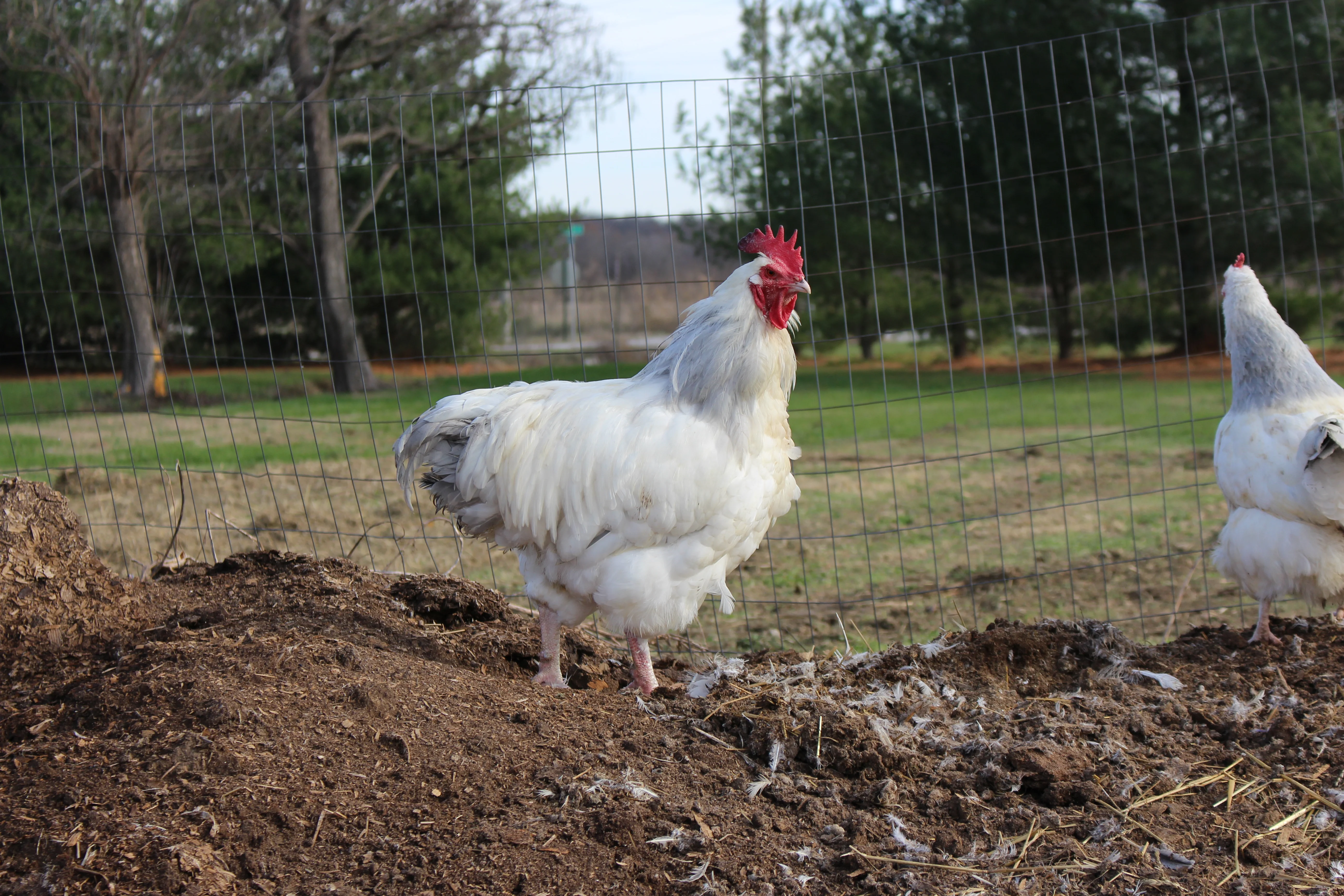 Coronation Sussex Started Young Pullet Hens - Image 6