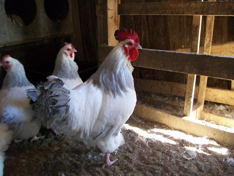 Coronation Sussex Started Young Pullet Hens - Image 7