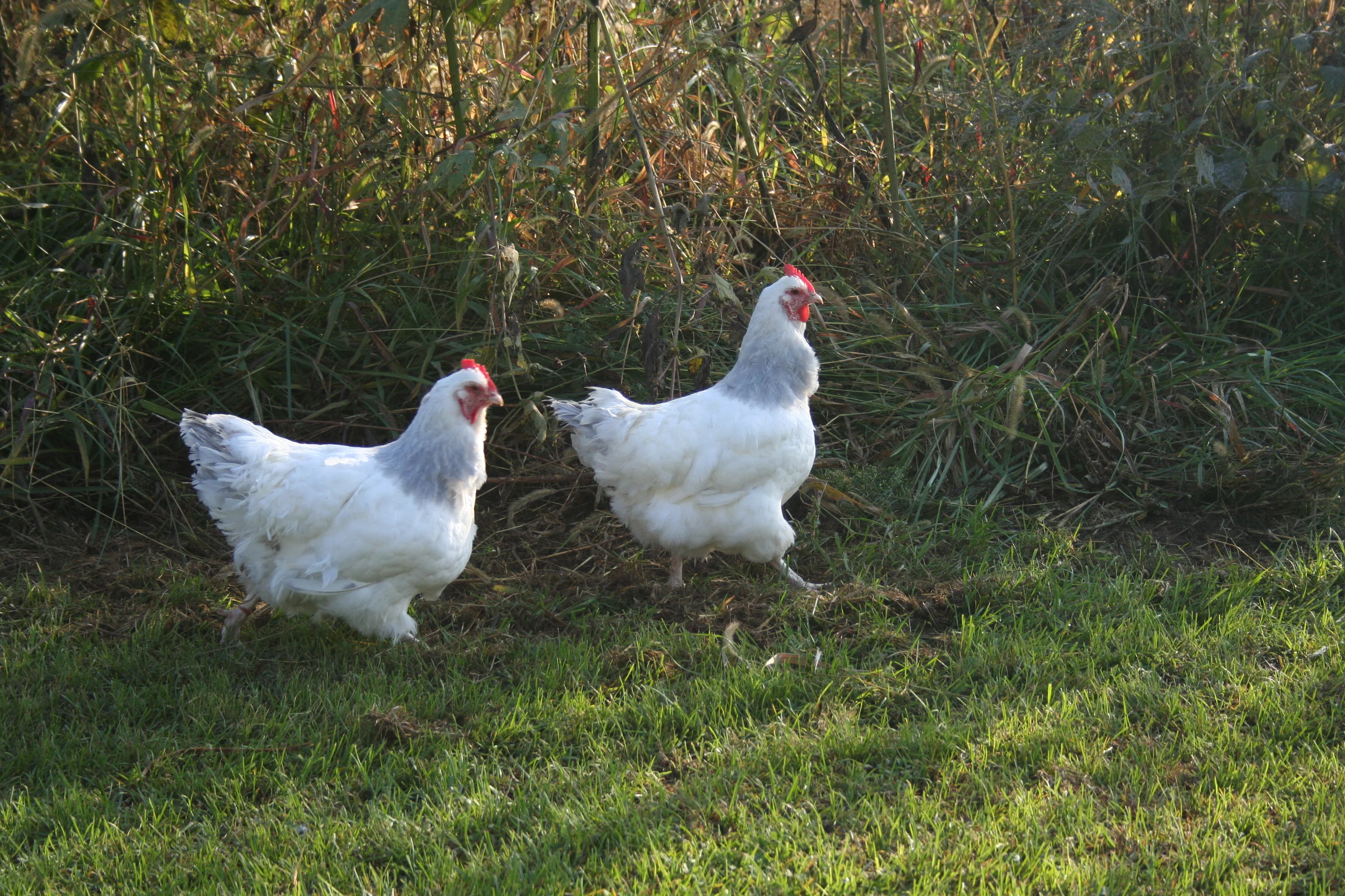 Coronation Sussex Started Young Pullet Hens - Image 8