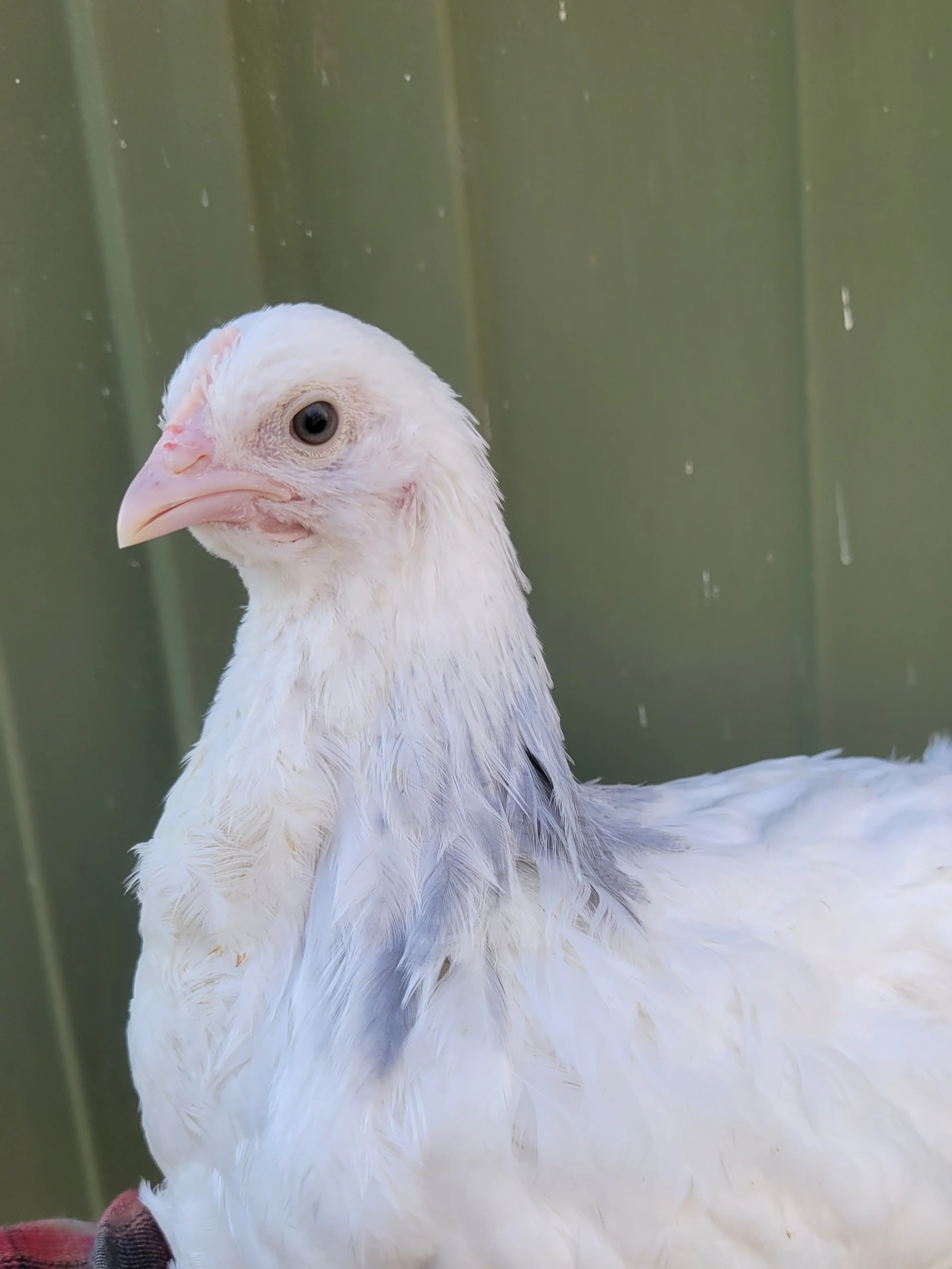 Coronation Sussex Started Young Pullet Hens - Image 9