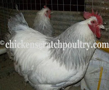 Coronation Sussex Fertile Hatching Eggs - Image 3