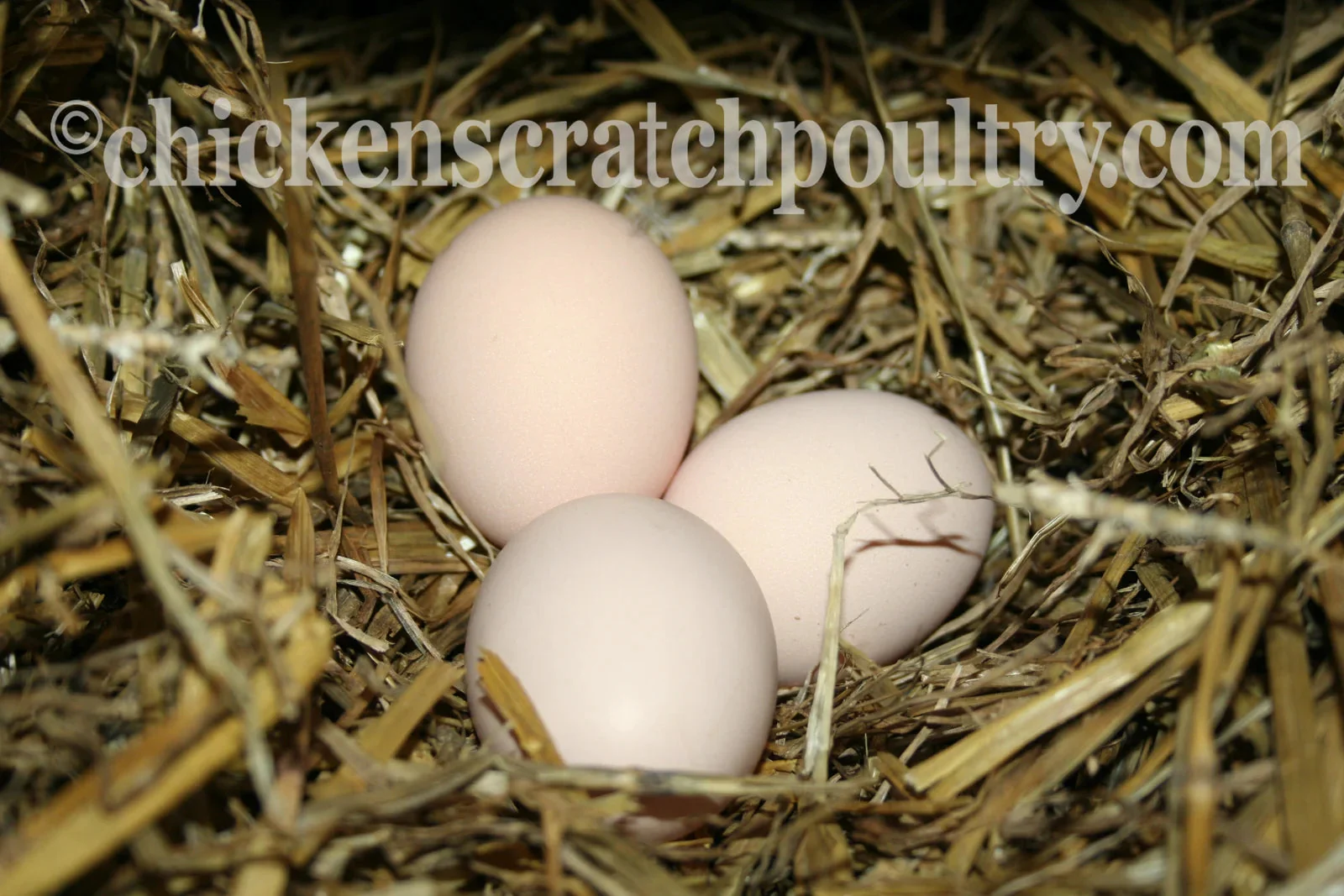 Coronation Sussex Fertile Hatching Eggs - Image 8