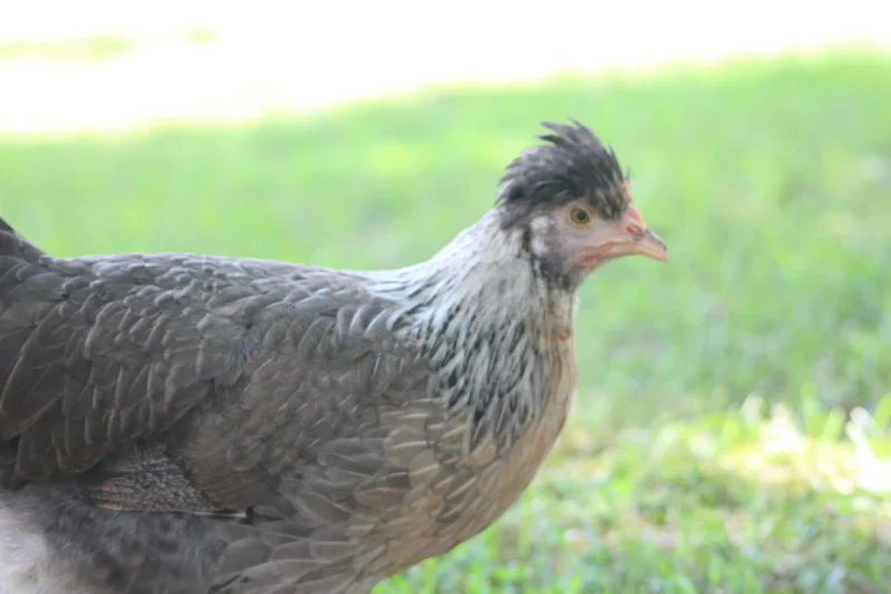 Crested Cream Legbar Fertile Hatching Eggs - Image 11