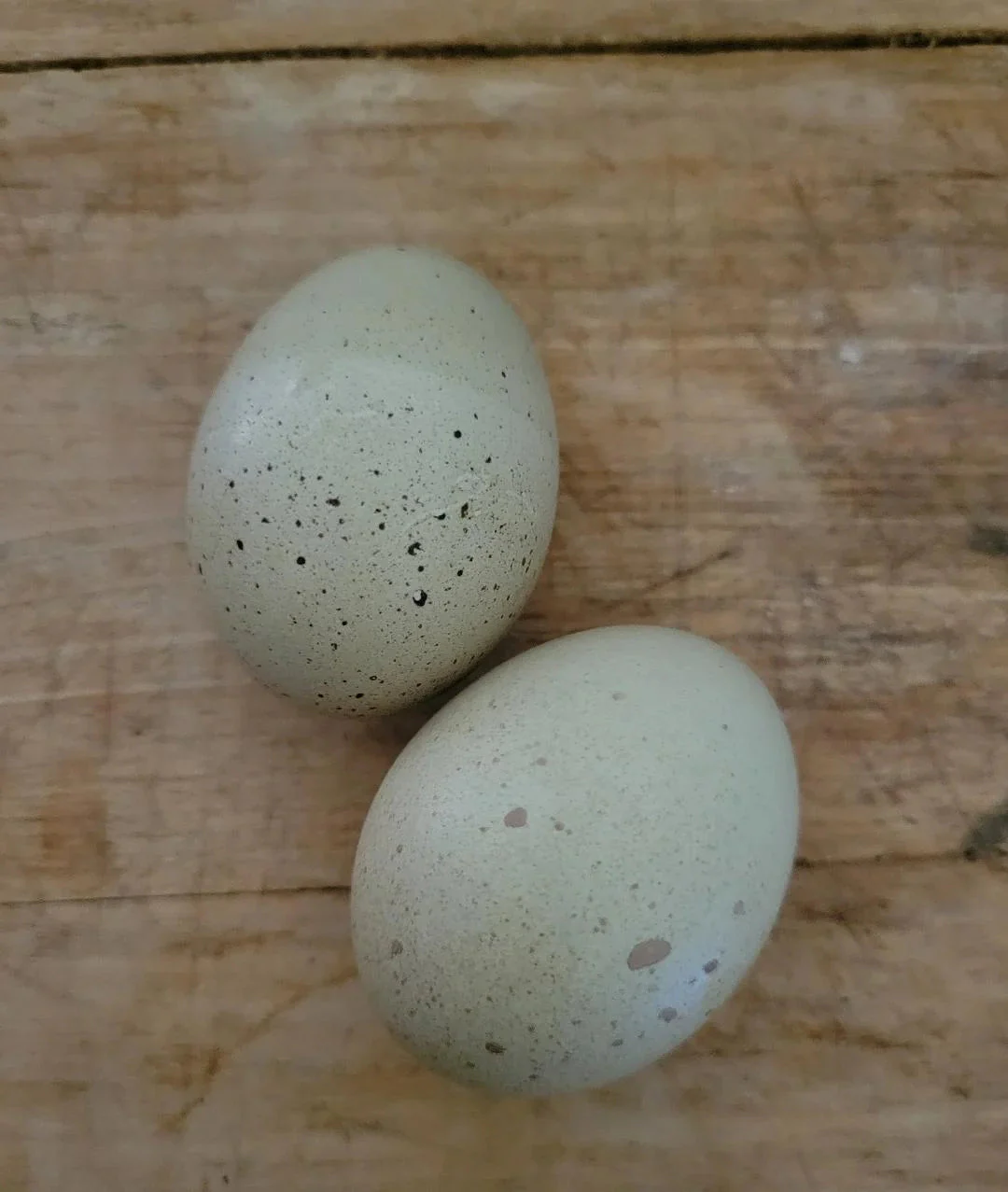 F2 Olive Egger Fertile Hatching Eggs - Image 7
