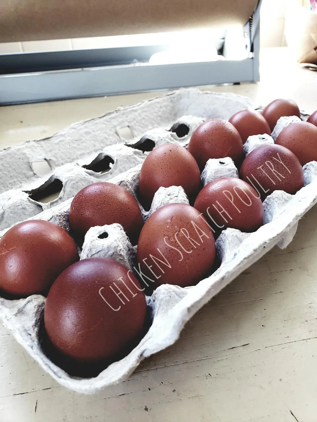 French Black Copper Marans Fertile Hatching Eggs - Image 11