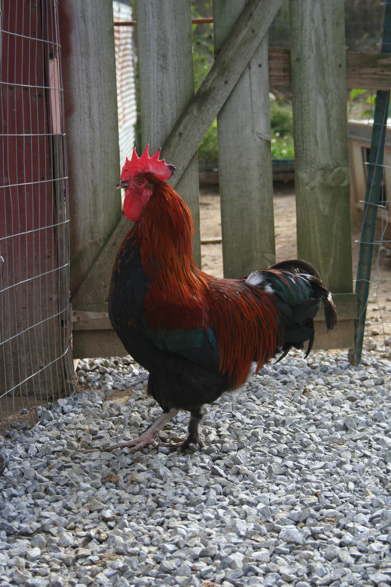 French Black Copper Marans Fertile Hatching Eggs - Image 12