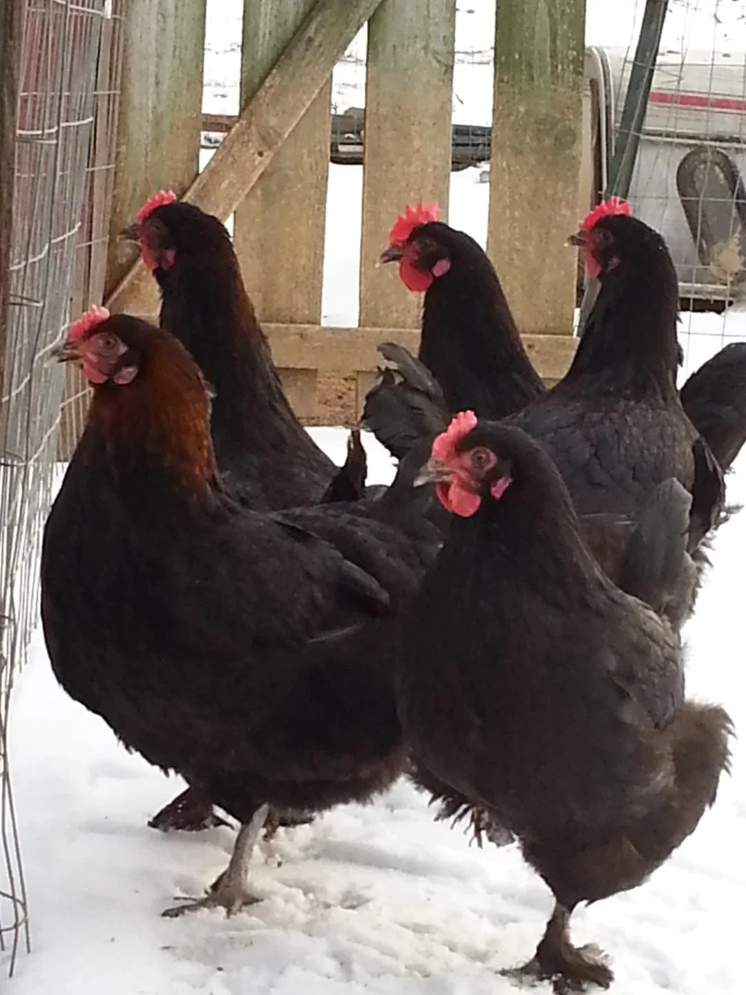 French Black Copper Marans Fertile Hatching Eggs - Image 2