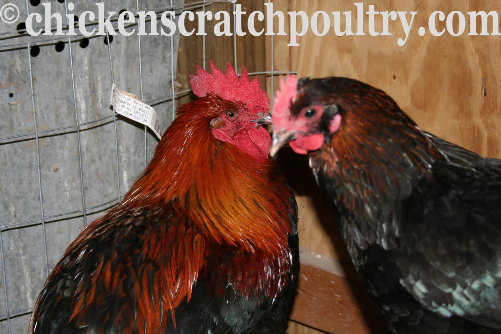 French Black Copper Marans Fertile Hatching Eggs - Image 8