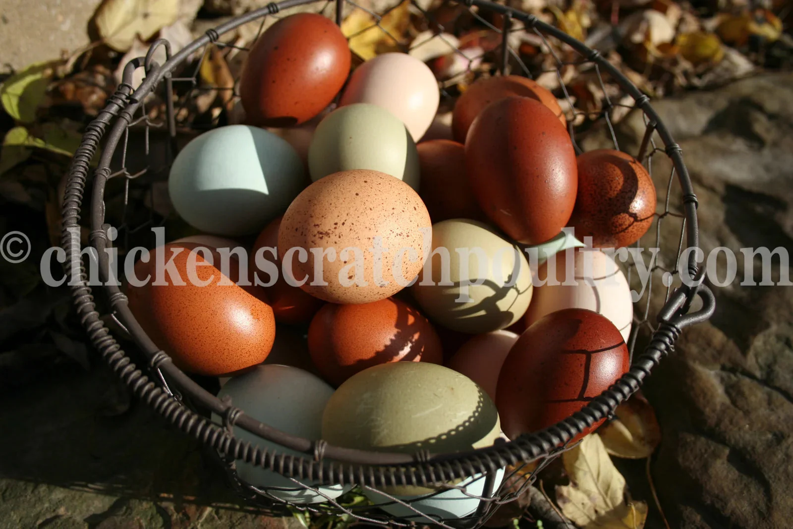French Black Copper Marans Fertile Hatching Eggs - Image 9