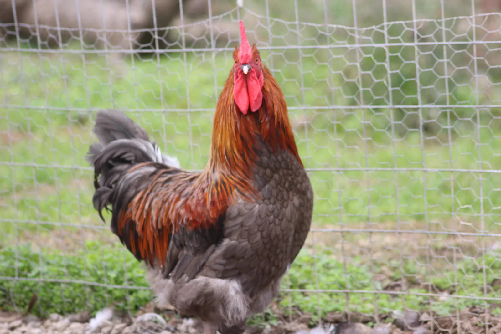 French Blue Copper Marans Started Young Pullets Hens - Image 5
