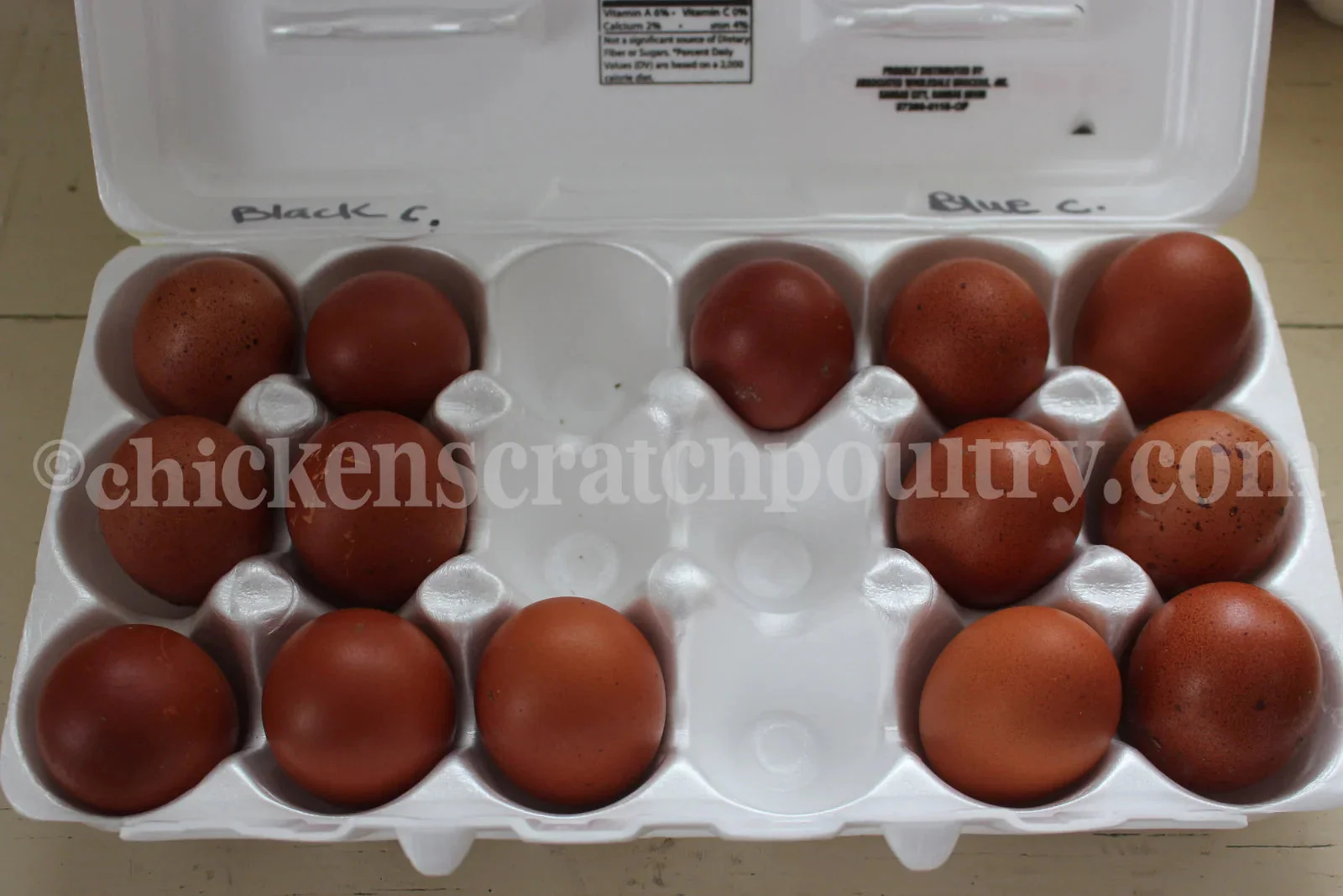 French Blue Copper Marans Fertile Hatching Eggs - Image 2