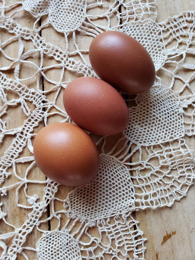 French Blue Copper Marans Fertile Hatching Eggs - Image 6