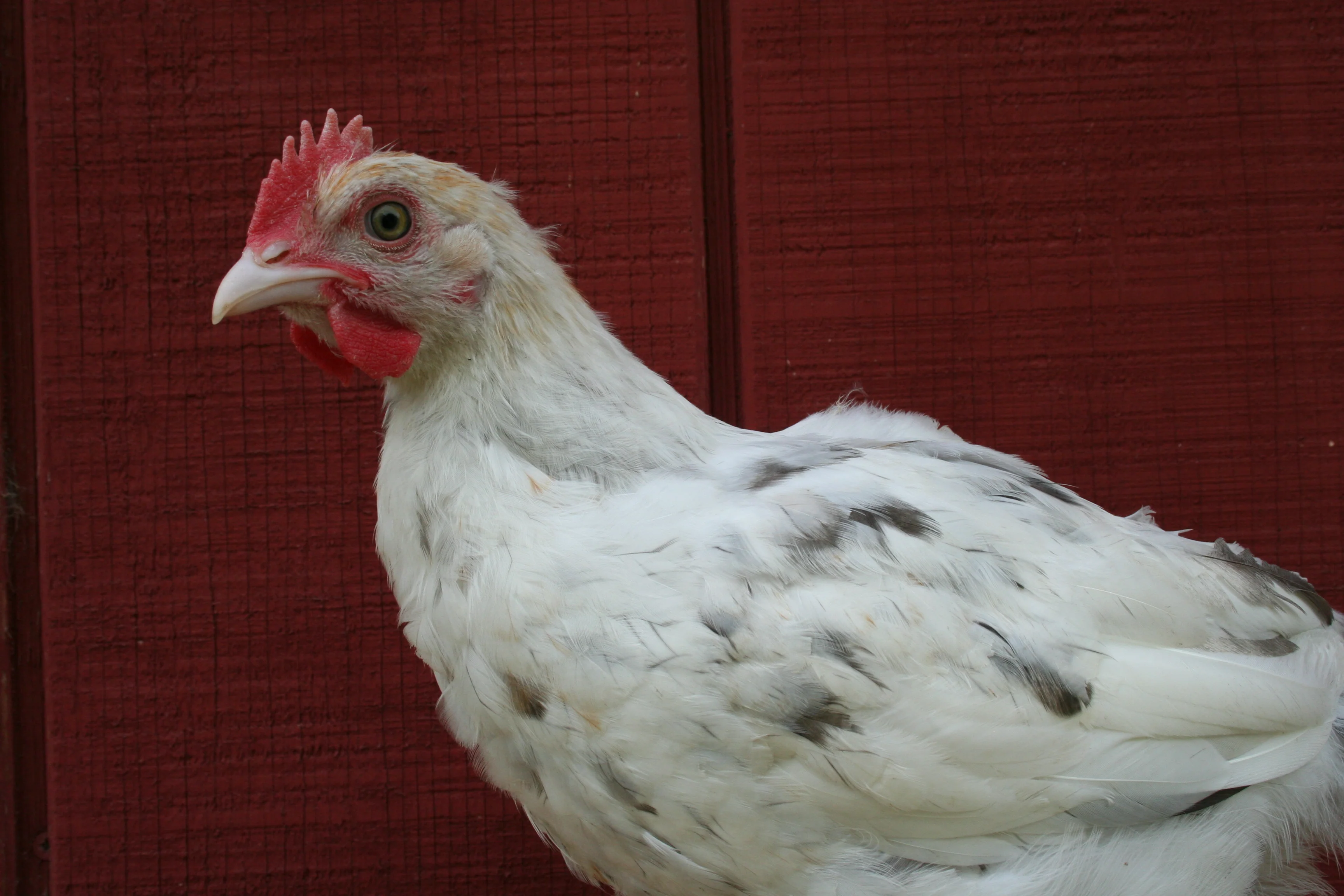 French Splash Marans Started Young Pullet Hens - Image 10