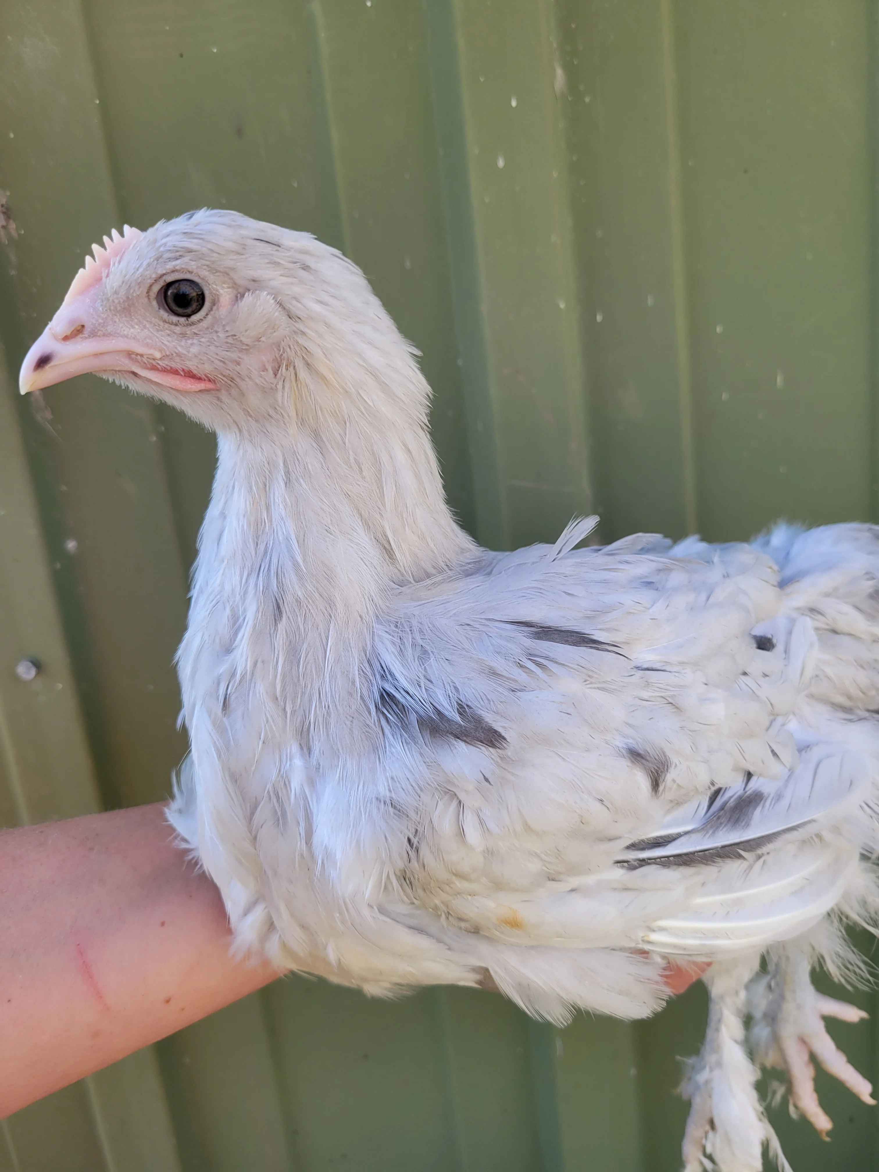 French Splash Marans Started Young Pullet Hens - Image 11