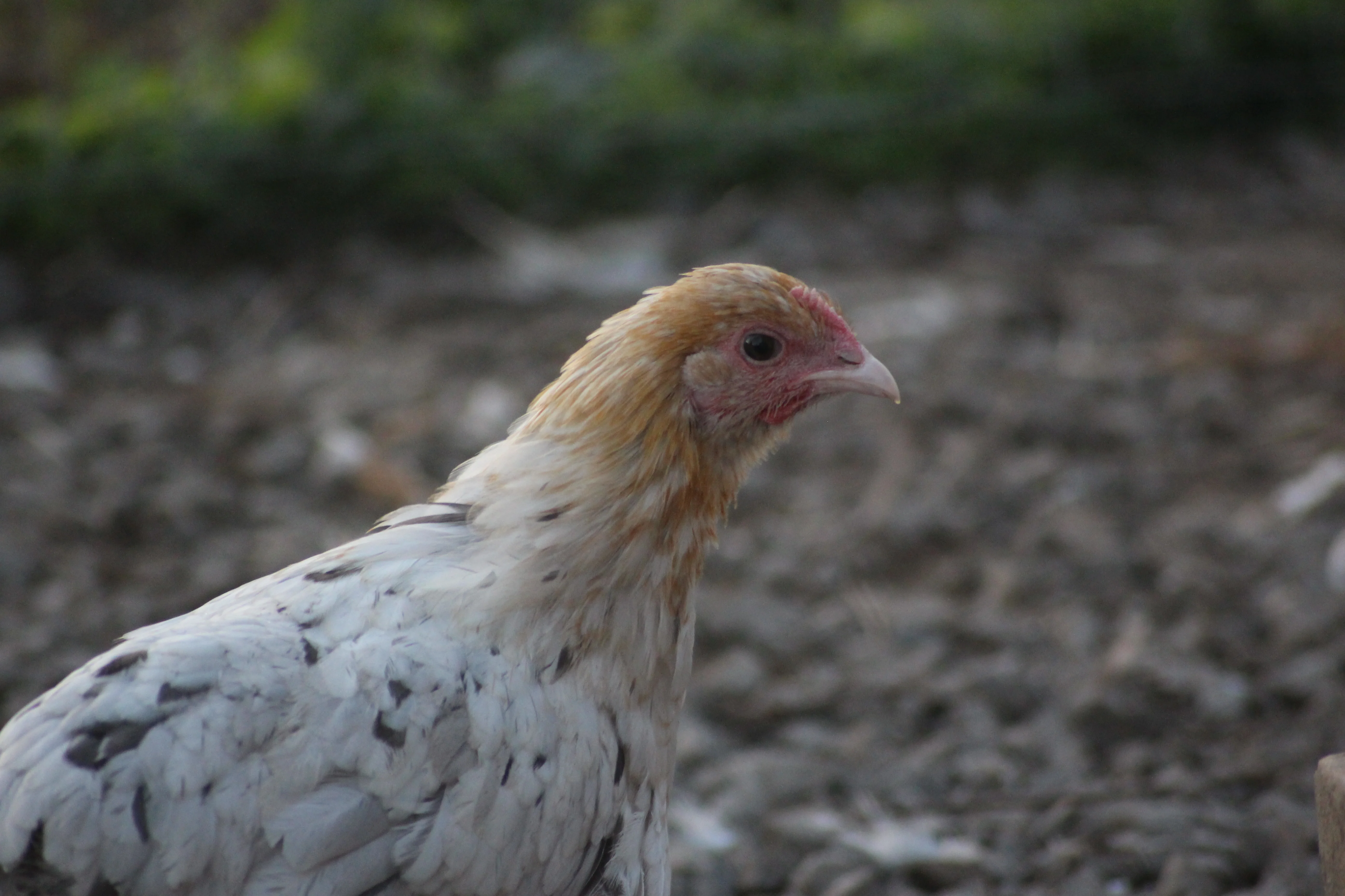 French Splash Marans Started Young Pullet Hens - Image 2