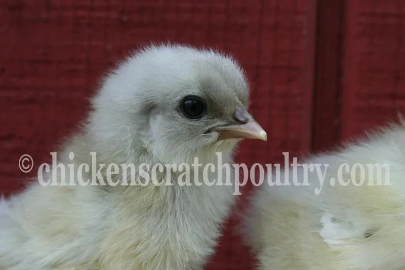 French Splash Marans Started Young Pullet Hens - Image 4