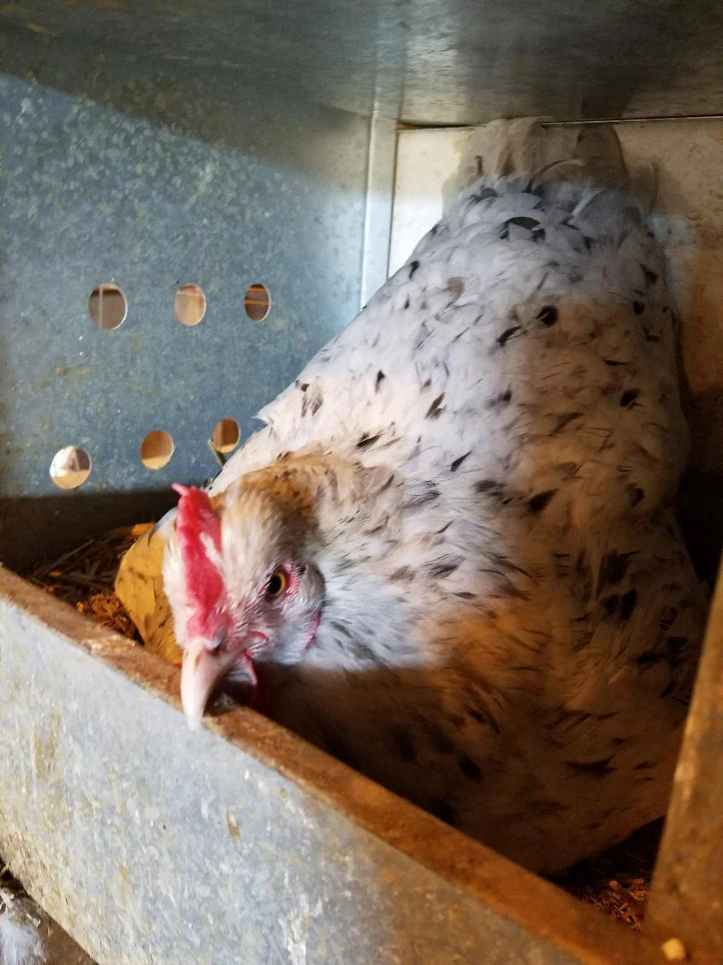 French Splash Marans Started Young Pullet Hens - Image 9
