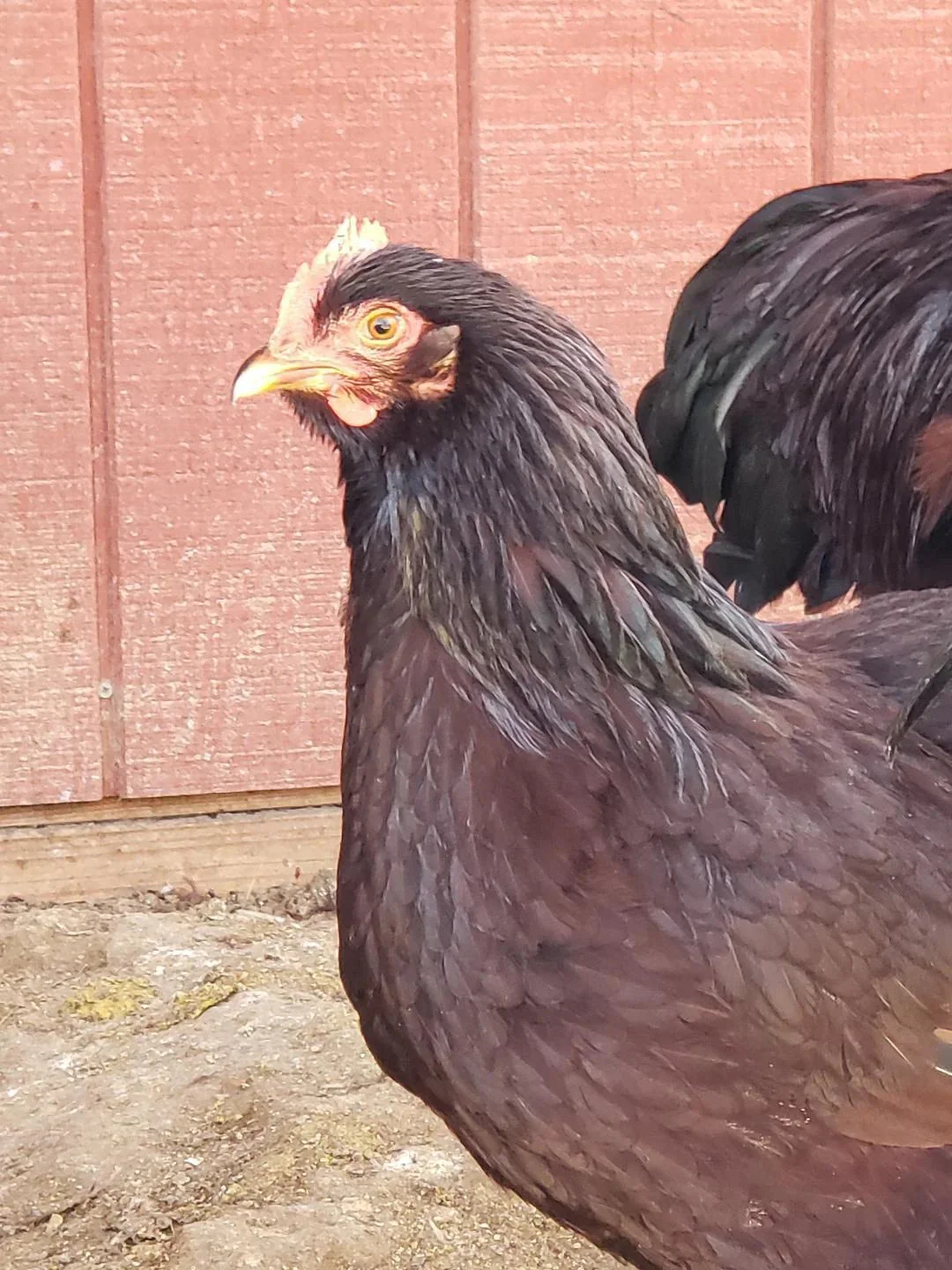 Heritage Rhode Island Red Started Young Pullet Hens