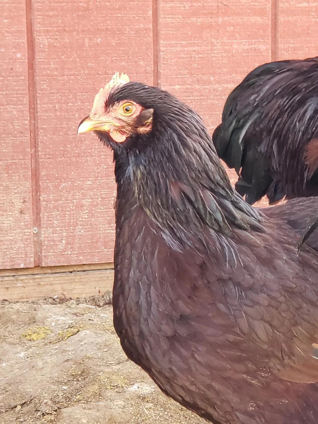 Heritage Rhode Island Red Fertile Hatching Eggs - Image 3