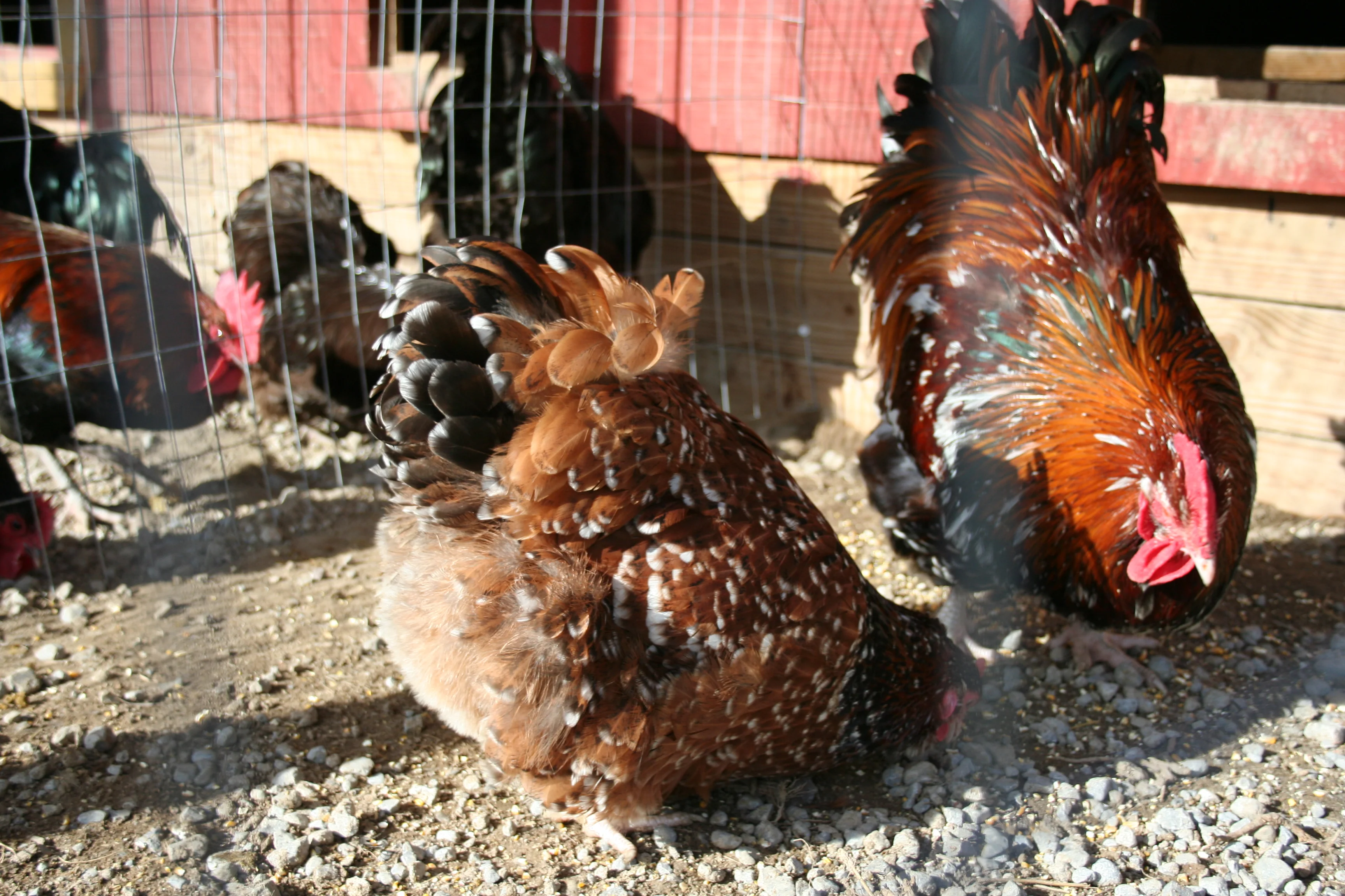 Jubilee Orpington Started Young Pullet Hens - Image 12