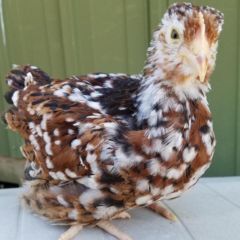Jubilee Orpington Started Young Pullet Hens - Image 5