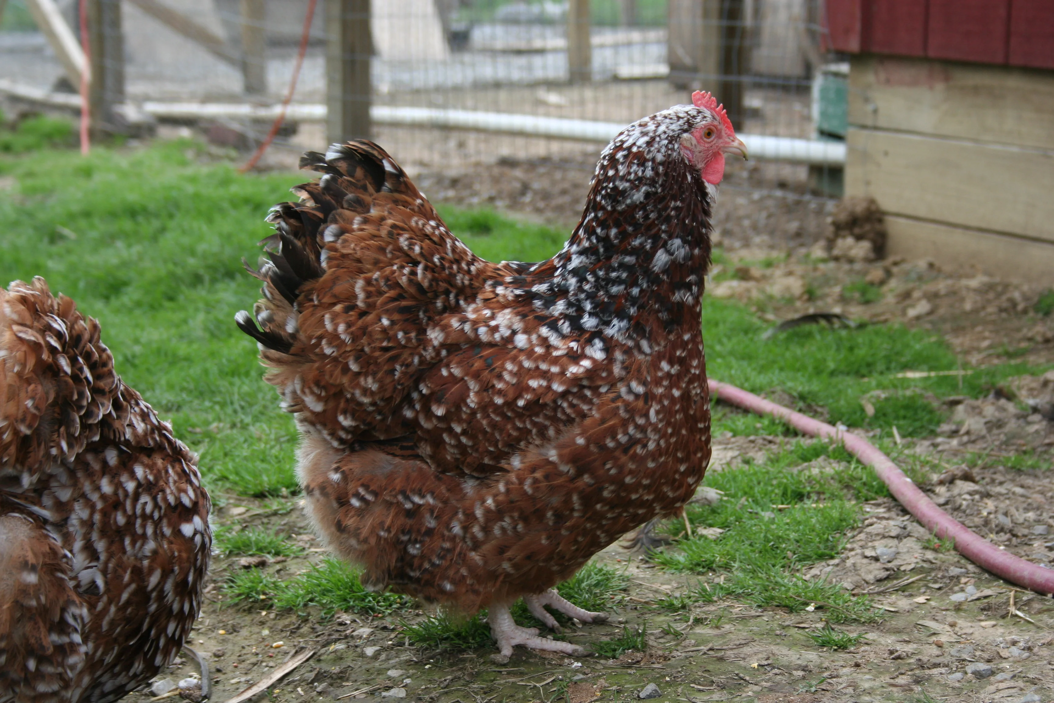 Jubilee Orpington Started Young Pullet Hens - Image 8