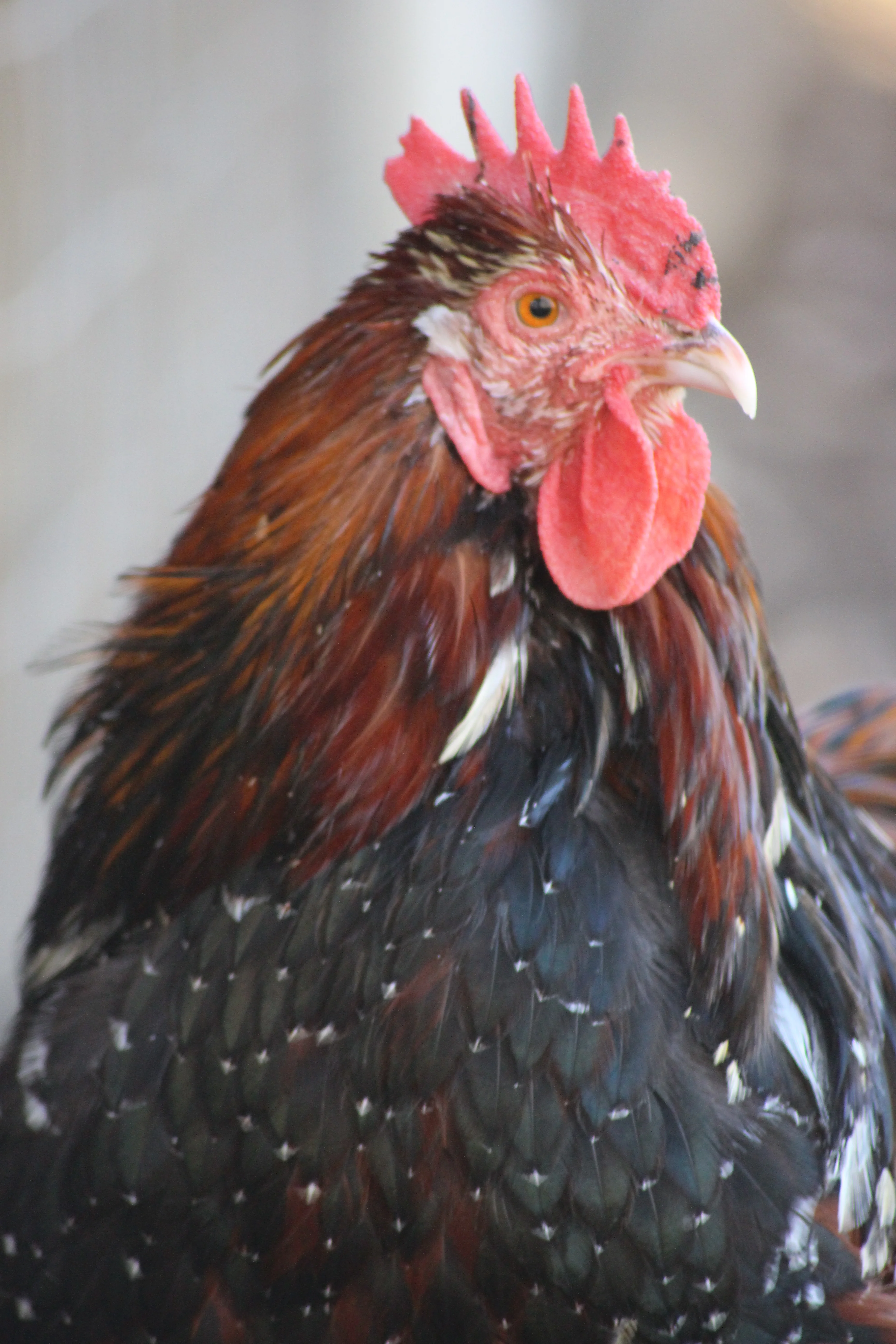 Jubilee Orpington Started Young Pullet Hens - Image 9