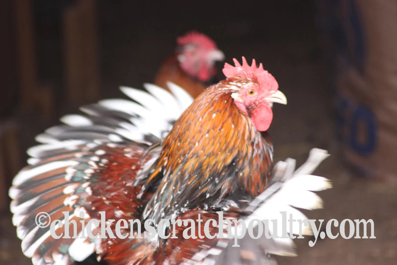 Jubilee Orpington Fertile Hatching Eggs - Image 6