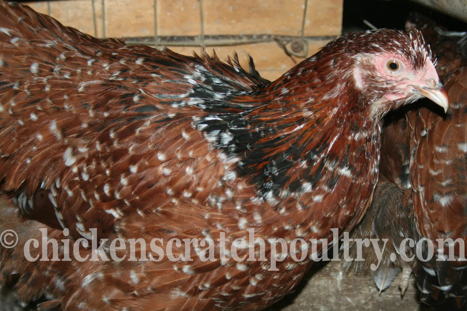 Jubilee Orpington Fertile Hatching Eggs - Image 7