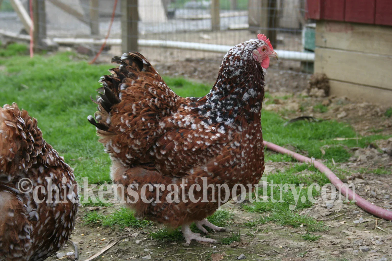 Jubilee Orpington Fertile Hatching Eggs - Image 9