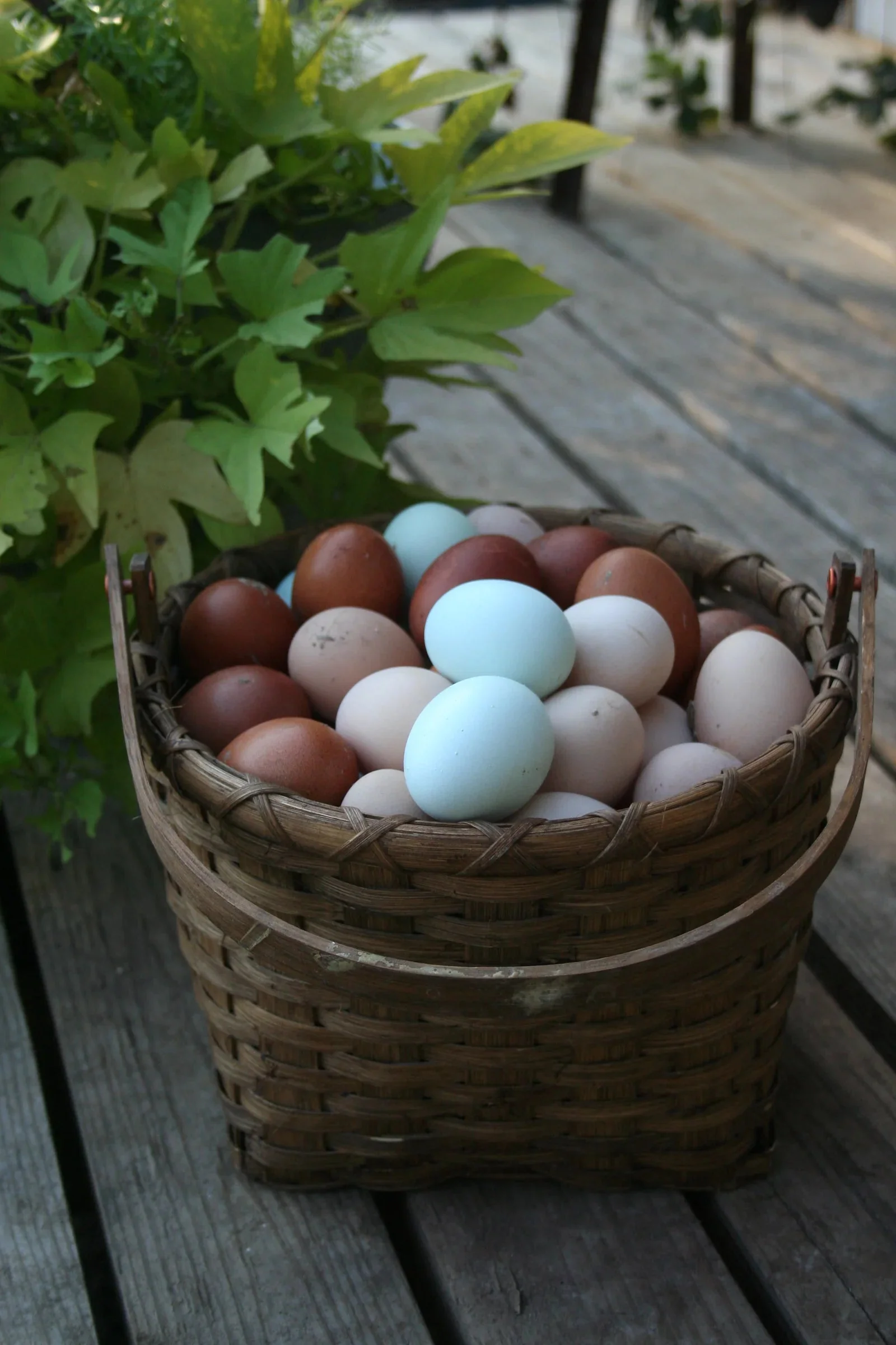 Lavender Orpington Started Young Pullet Hens - Image 10