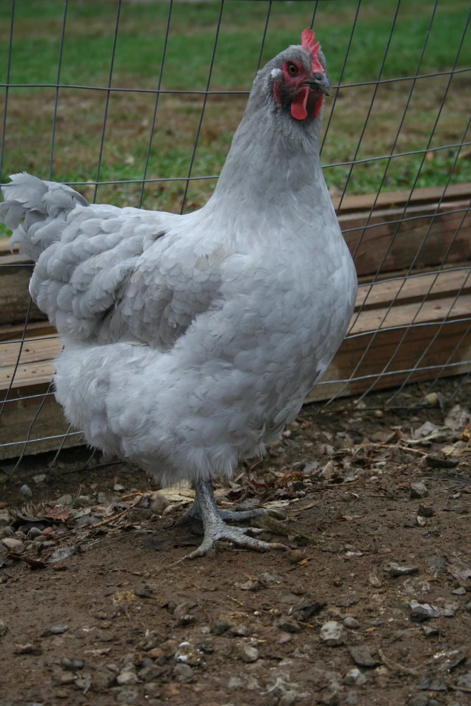 Lavender Orpington Started Young Pullet Hens - Image 3