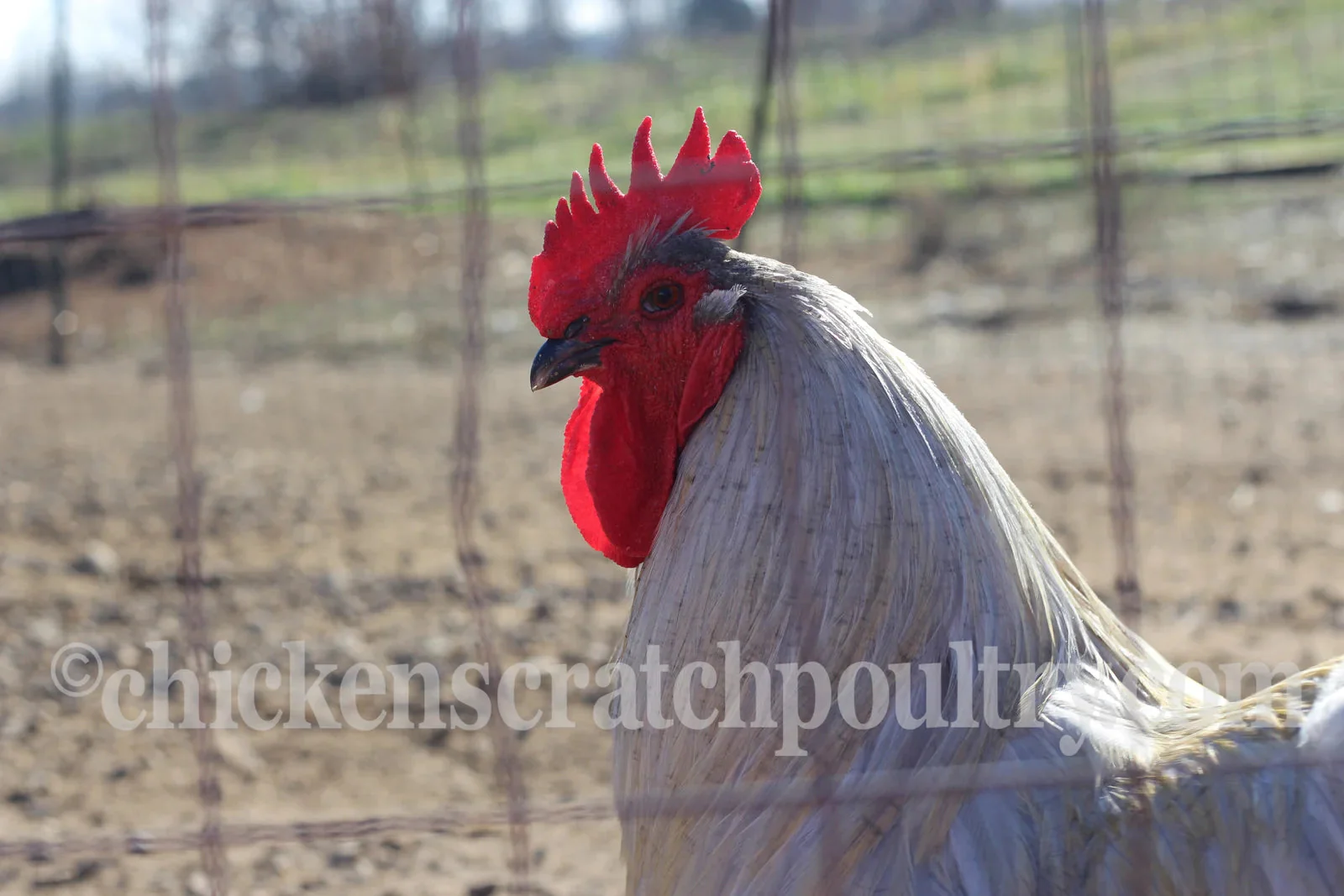 Lavender Orpington Started Young Pullet Hens - Image 4