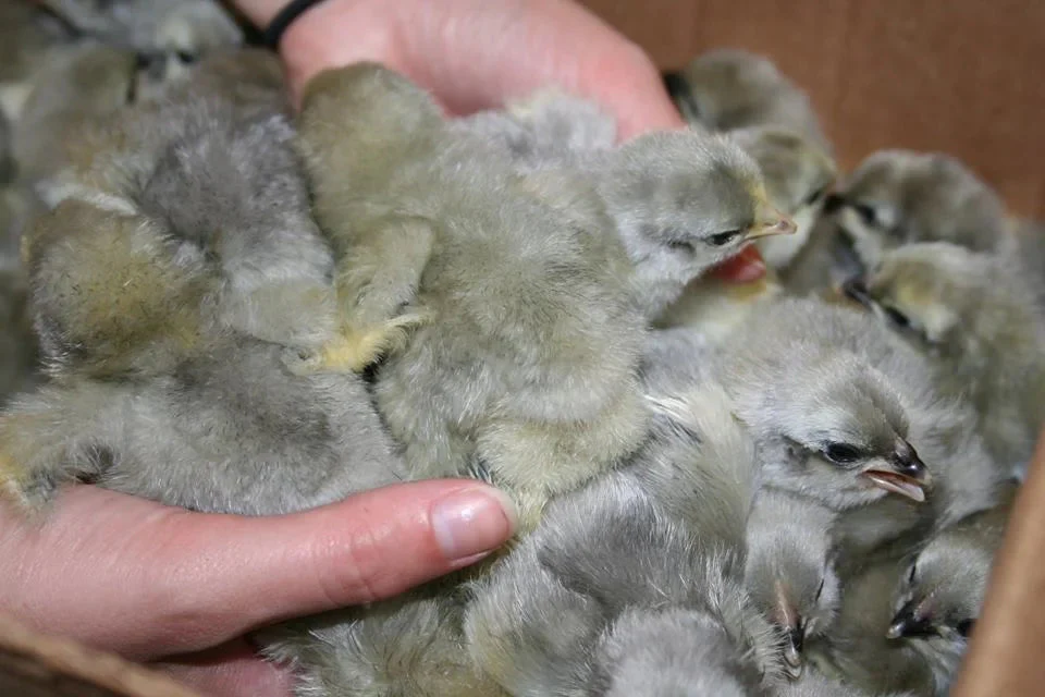 Lavender Orpington Started Young Pullet Hens - Image 7