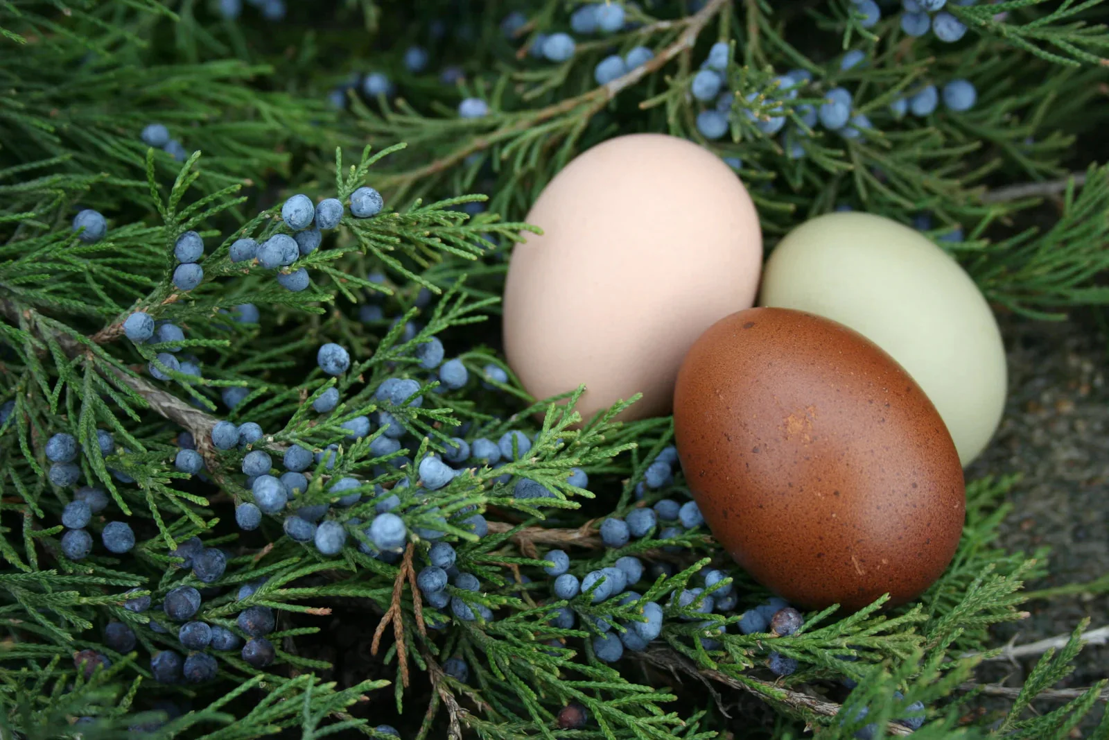 Lavender Orpington Fertile Hatching Eggs - Image 10