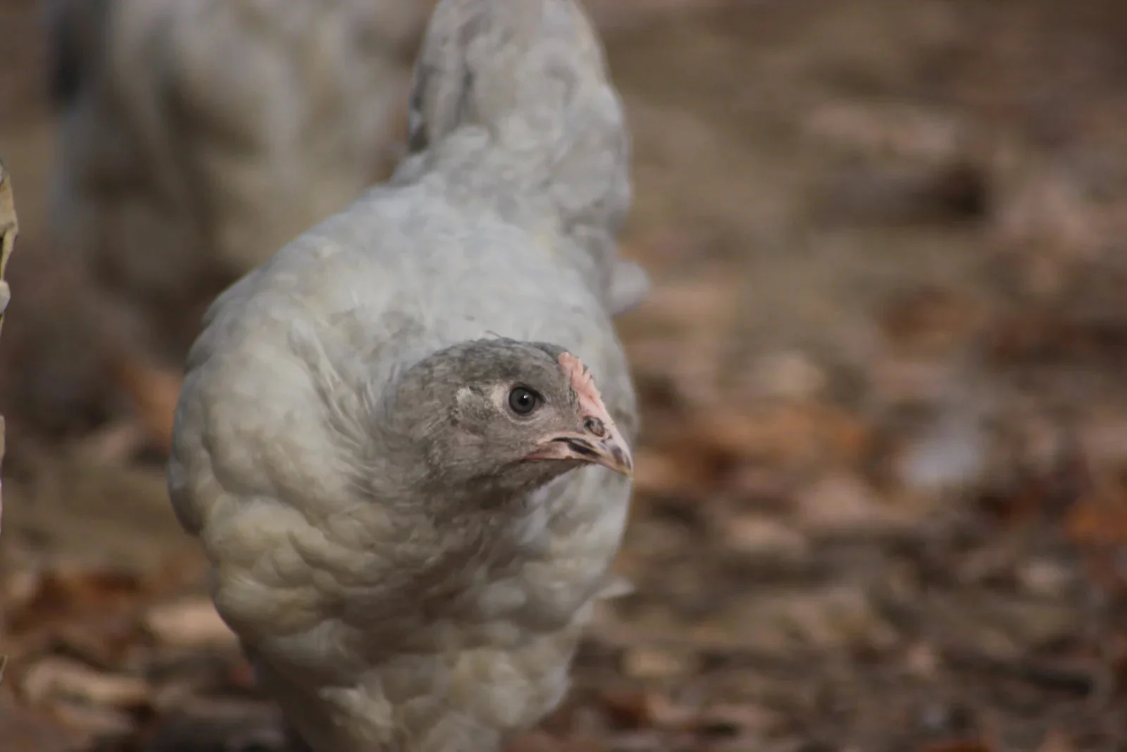 Lavender Orpington Fertile Hatching Eggs - Image 11