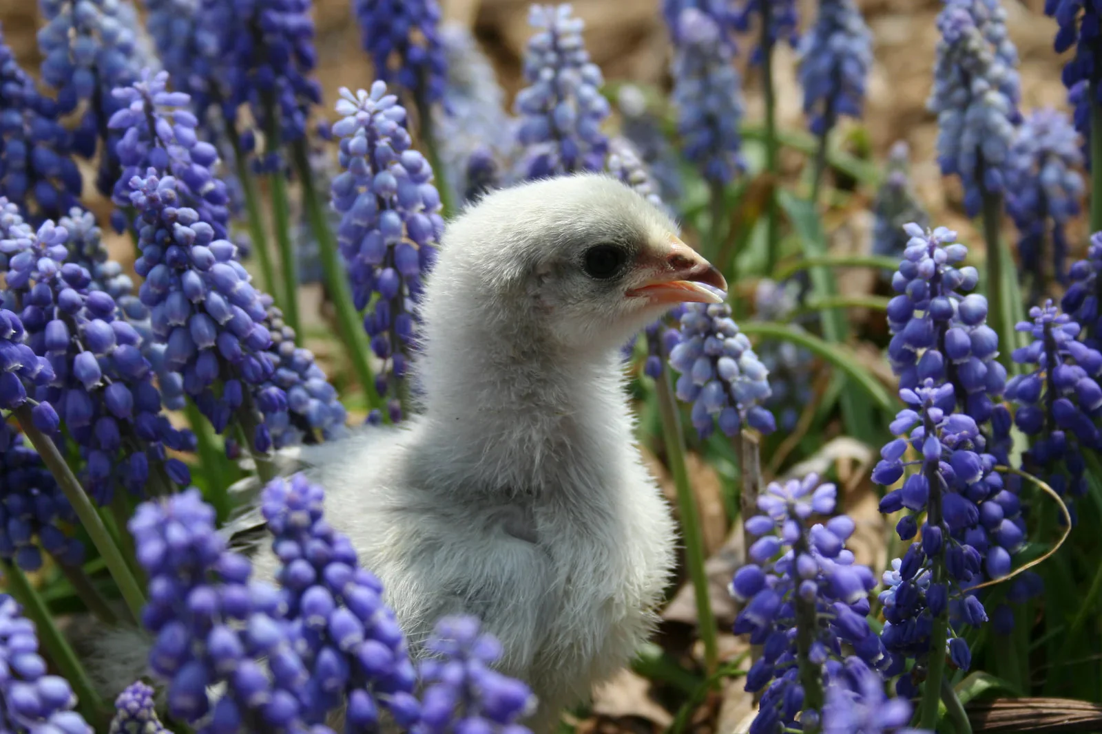 Lavender Orpington Fertile Hatching Eggs - Image 2