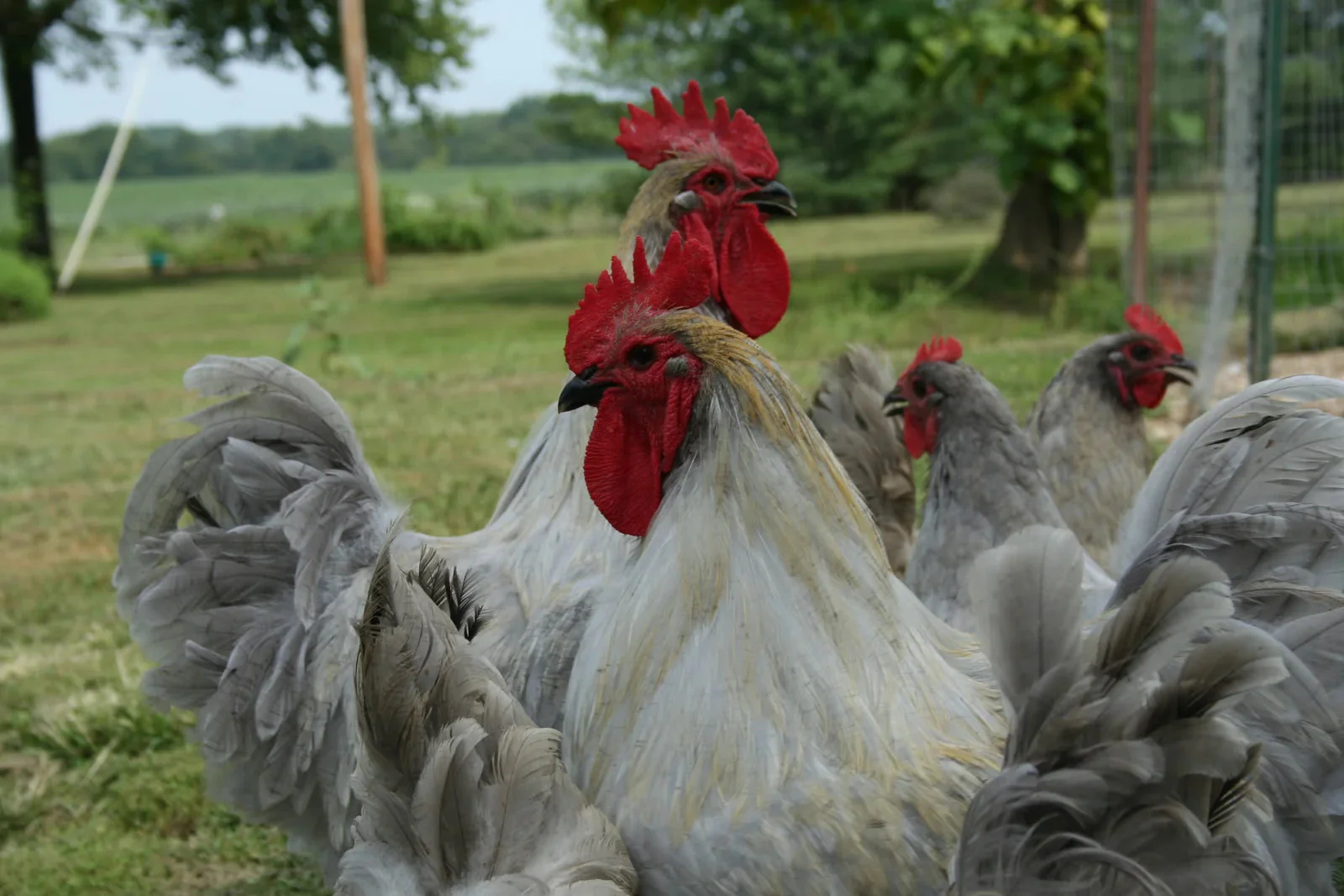 Lavender Orpington Fertile Hatching Eggs - Image 9