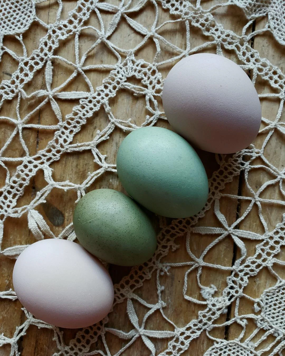 Light Sussex Started Young Pullet Hens - Image 10
