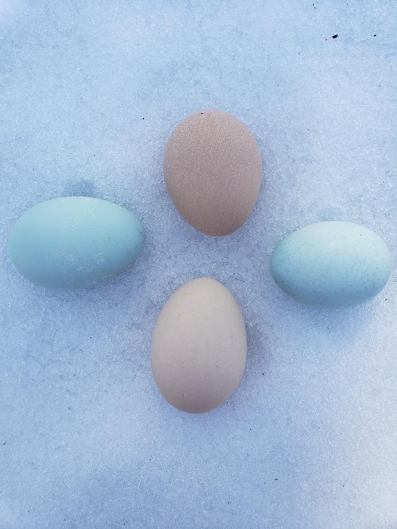 Light Sussex Started Young Pullet Hens - Image 11