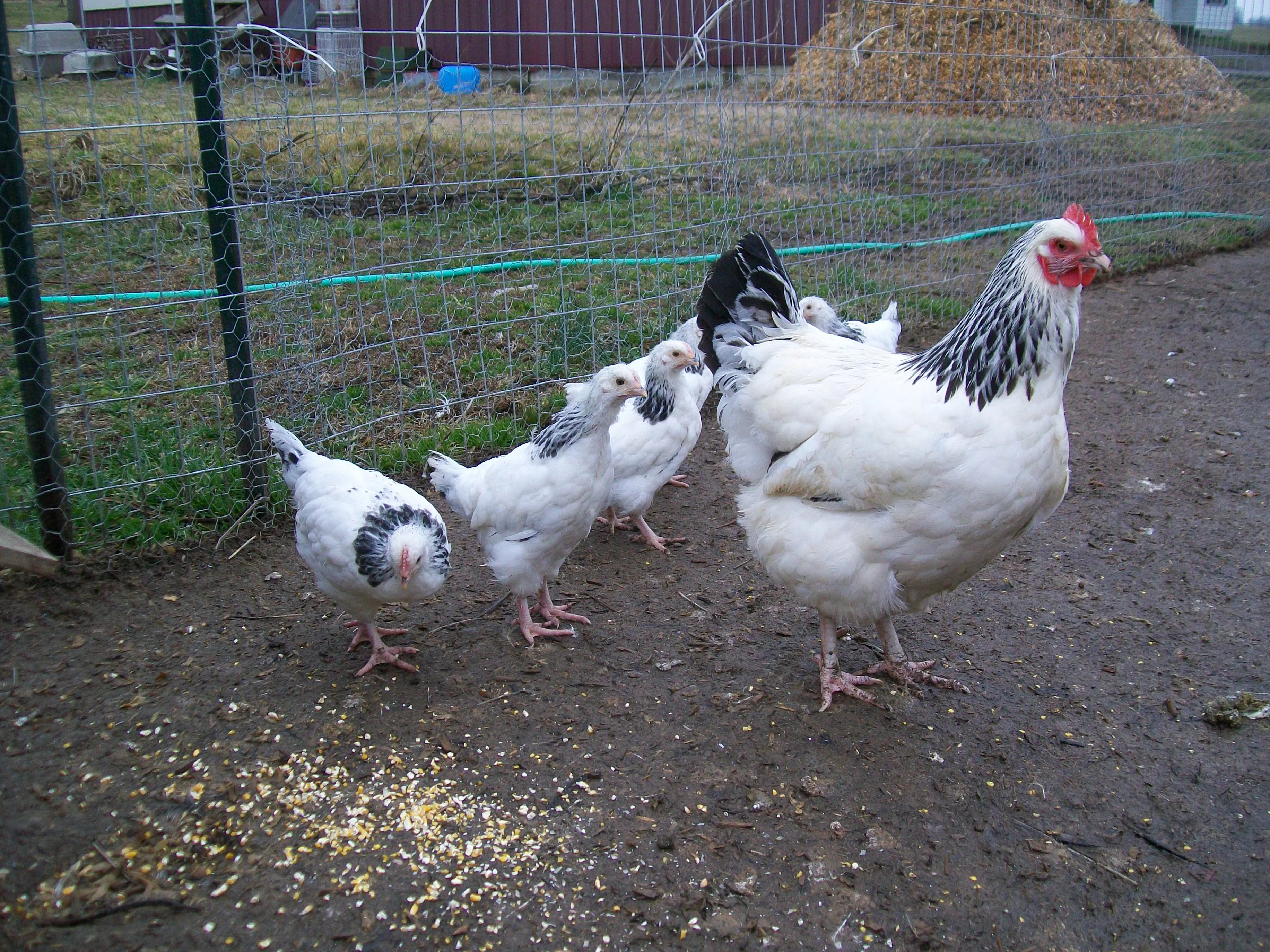 Light Sussex Started Young Pullet Hens - Image 5