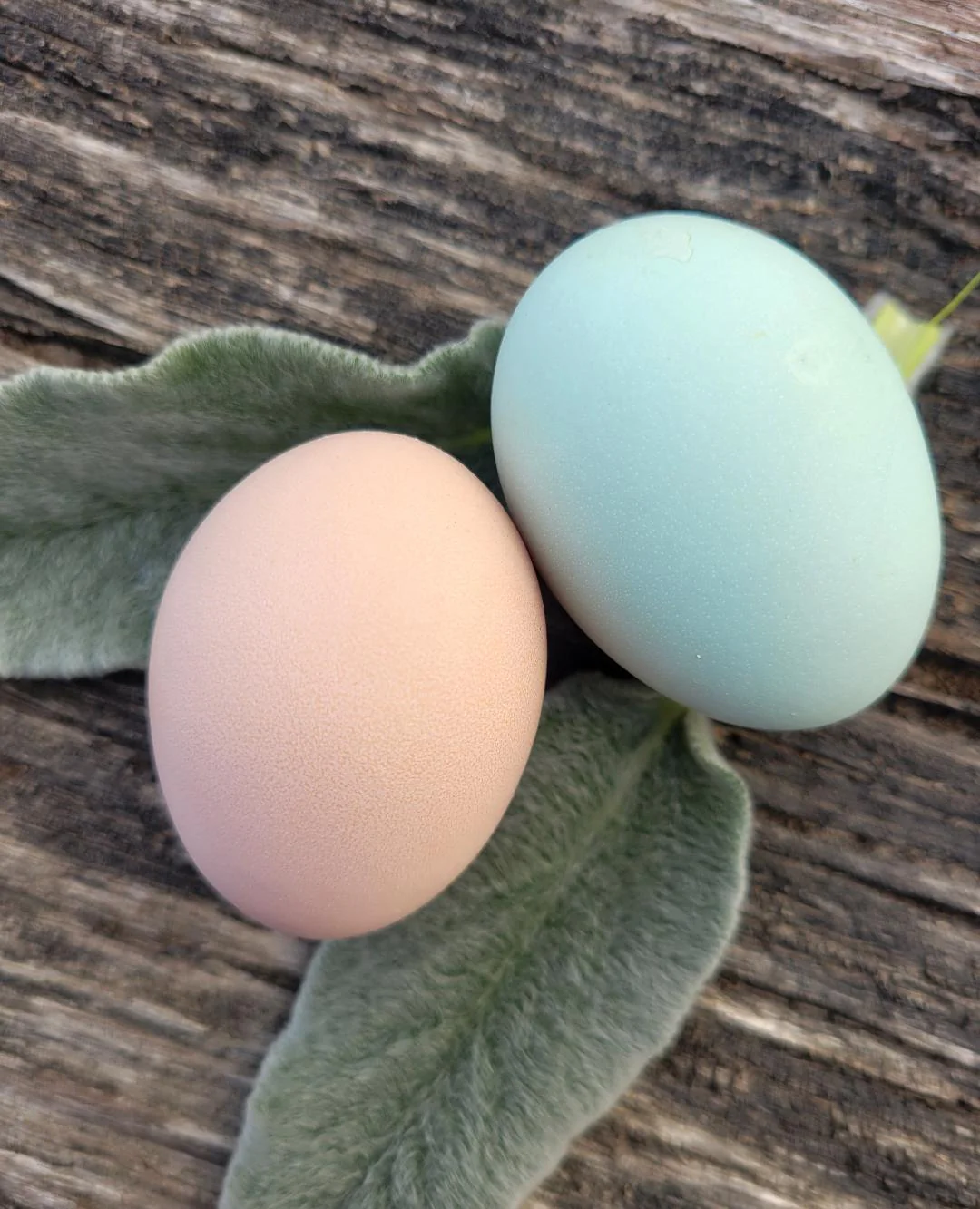 Light Sussex Started Young Pullet Hens - Image 8