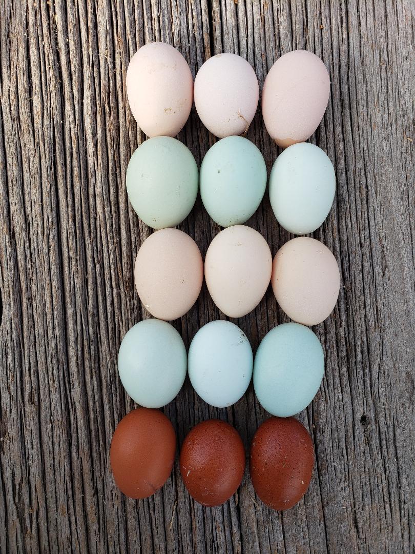 Light Sussex Started Young Pullet Hens - Image 9
