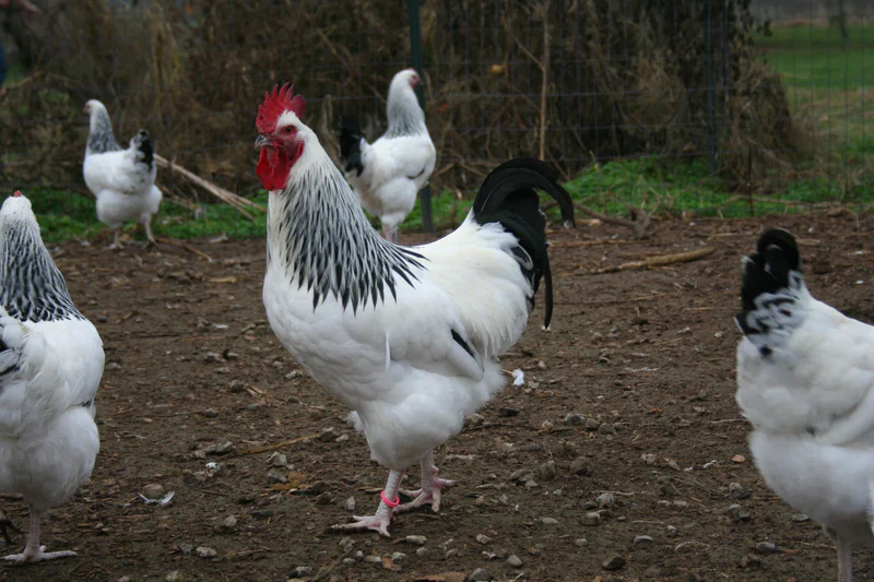 Light Sussex Fertile Hatching Eggs - Image 8