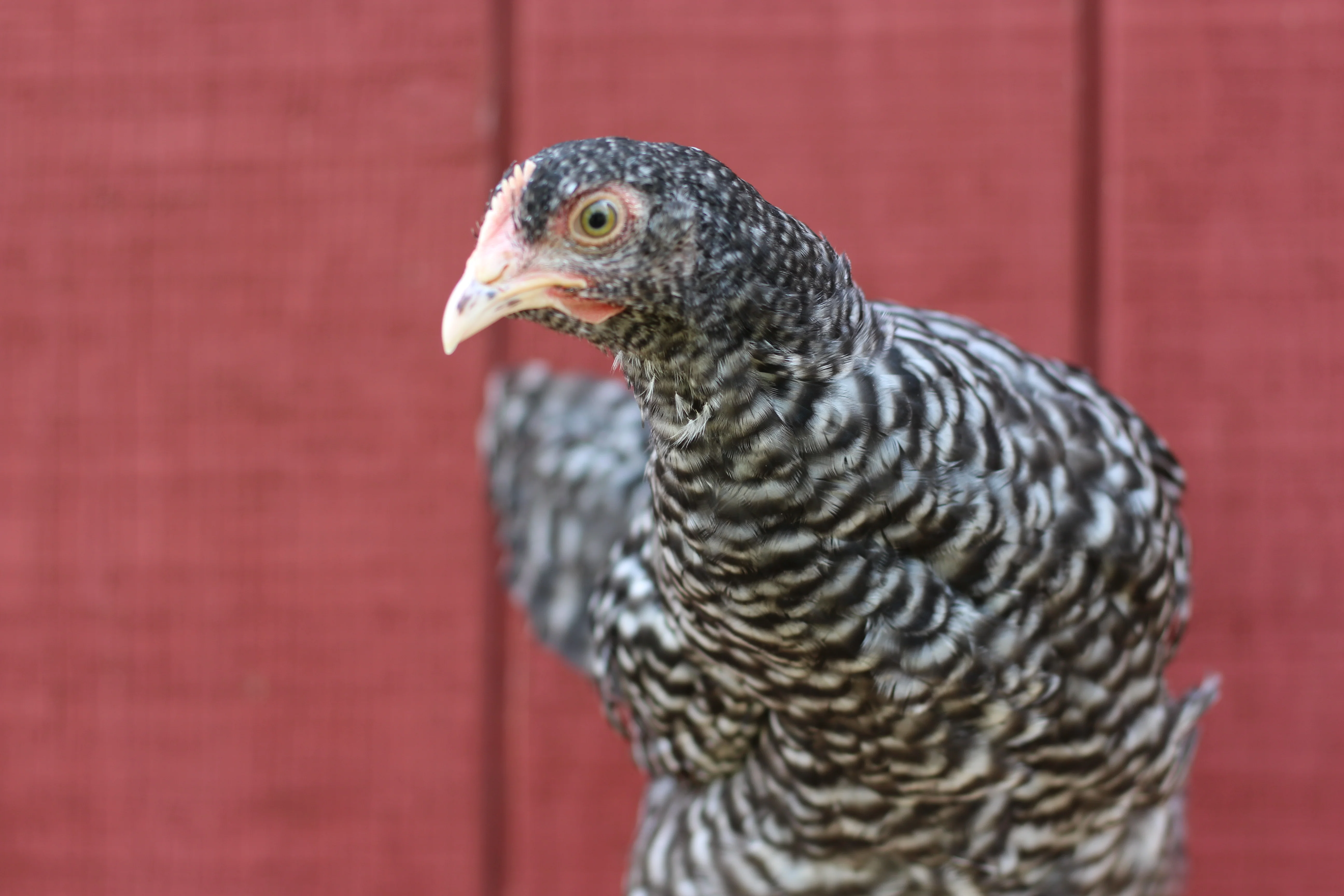 Malines Started Young Pullet Hen - Image 3