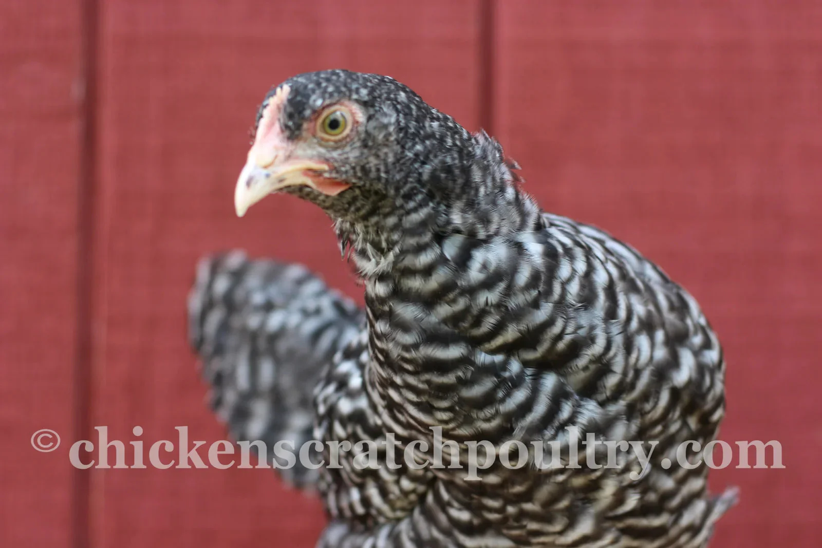 Malines Started Young Pullet Hen - Image 4