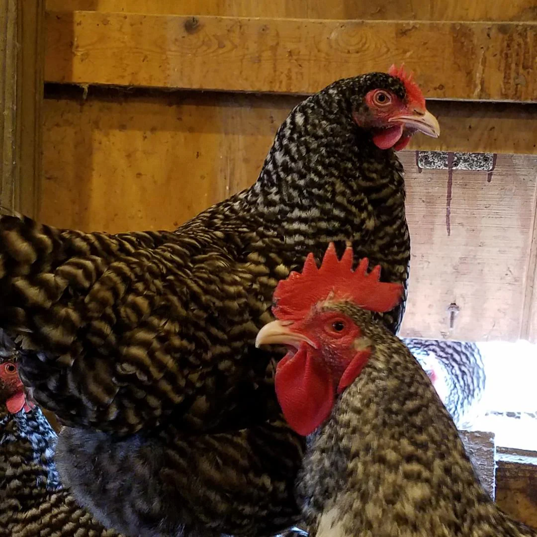 Malines Started Young Pullet Hen - Image 7