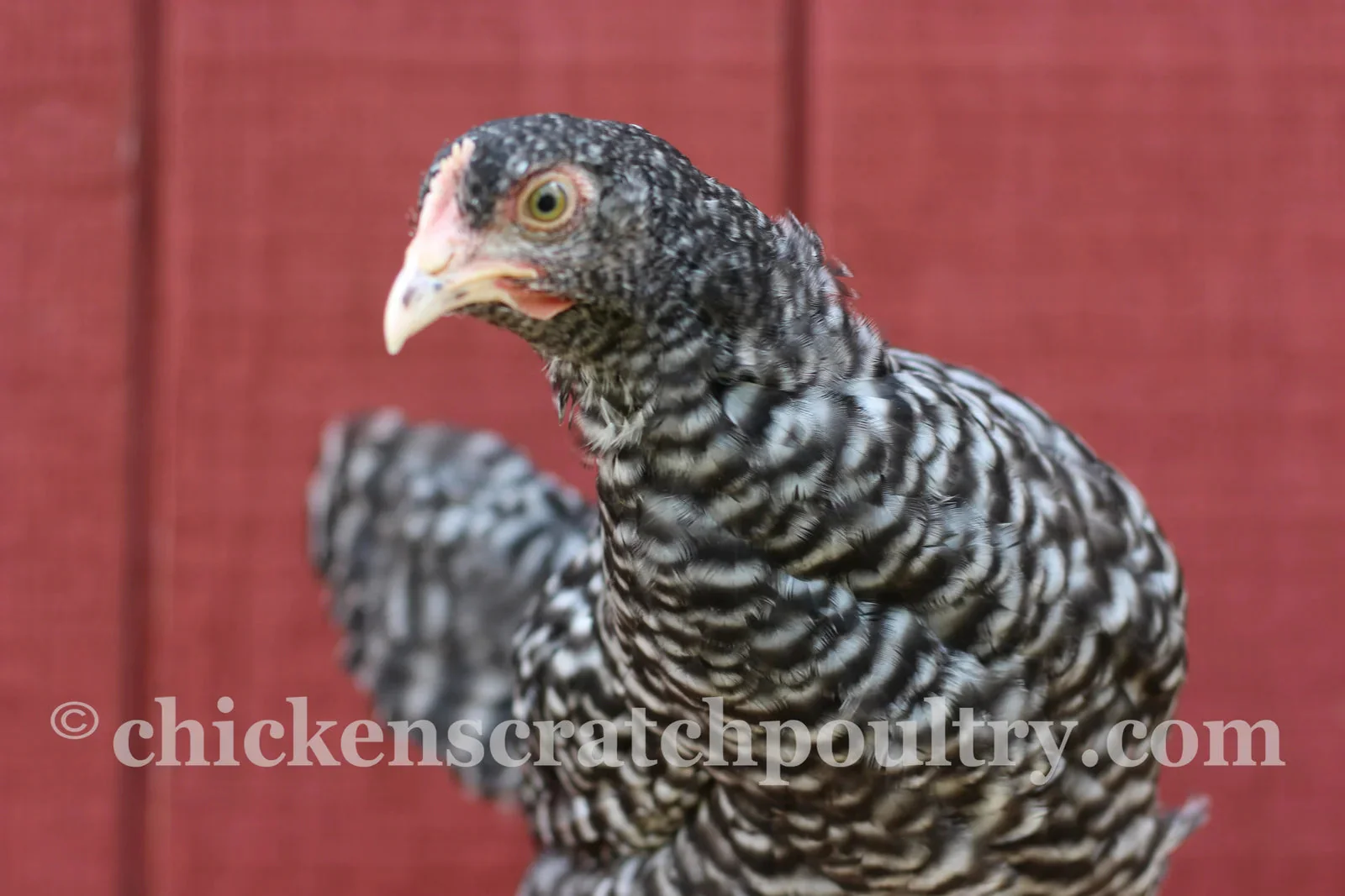 Malines Fertile Hatching Eggs - Image 3