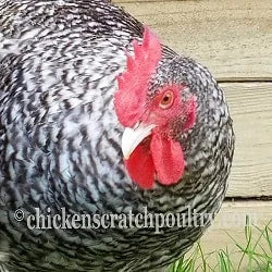 Malines Fertile Hatching Eggs - Image 4
